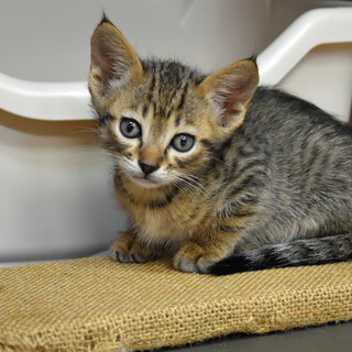 アピール上手なキジトラ君