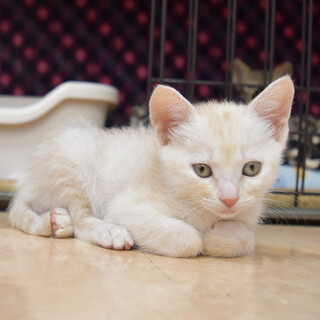 幸運のカギしっぽ茶トラ君