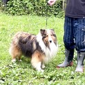 とても若くて美しいシェルティの男の子