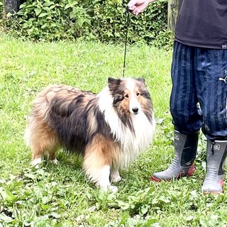 とても若くて美しいシェルティの男の子