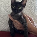 人も犬も猫もみんな友達❤️明るさ満点マフィンちゃん