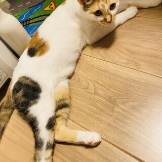 人が大好きな三毛猫の雨福ちゃん!