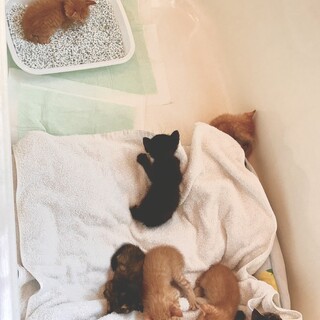 3週間位の子猫達、捨てられていました