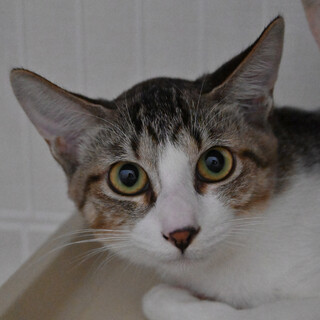 ニーナ：遊ぶのが好きな美人な女の子。