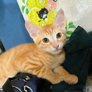 募集停止ピカイチの甘え上手茶トラ男子⭐️ラム