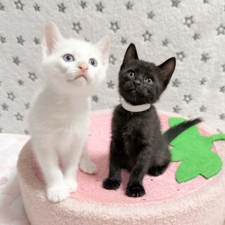 多頭飼育崩壊より保護したママが出産した兄弟猫