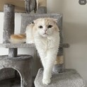 ペットショップで出会った　おっとり垂れ耳スコちゃん