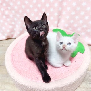 多頭飼育崩壊より保護したママが出産した兄弟猫