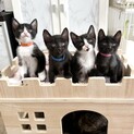 7/11生まれ多頭飼育崩壊より保護した4兄妹