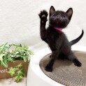 7/11生まれ多頭飼育崩壊より保護した4兄妹