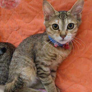 美形のむぎわら！まびちゃん♡4ヶ月半位