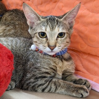 綺麗なむぎわら！なびちゃん♡4ヶ月半位