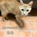 八匹の仔猫を育てていた美人ママ