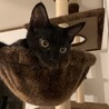 ちょっとツンデレ　黒猫うにちゃん　4ヶ月 サムネイル3