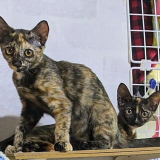 サビ２匹♀♀と茶トラ１匹♂のきょうだい