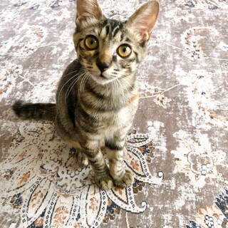 9/17西千葉ෆ⃛愛嬌抜群ෆ⃛ココンちゃん