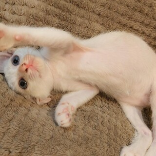 カワイイ☆子猫の里親さん探しています