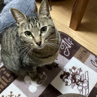 チャイちゃんの里親さん募集中