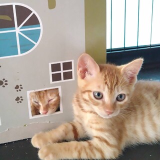 茶トラ可愛い男の子♪三ヶ月