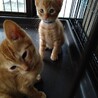 茶トラ可愛い男の子♪三ヶ月 サムネイル4
