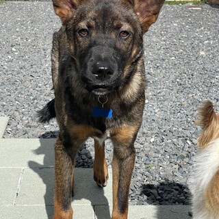 シェパードMIX？甘えん坊のトラゾーくん性格◎