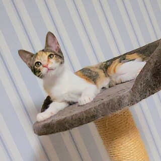 とっても可愛い三毛ちゃん 姉妹