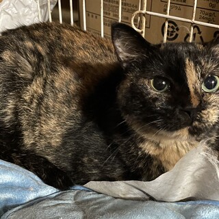 おっとりさんのサビ猫ちゃん