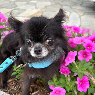 控えめな男の子チワワ６歳くらい