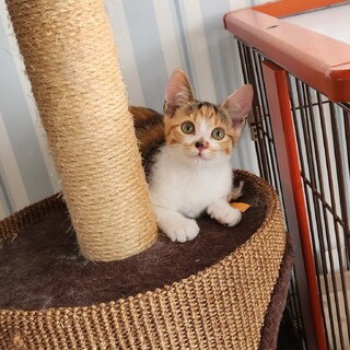 とっても可愛い　三毛ちゃん 姉妹 2