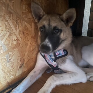 頑張り屋のロイくん