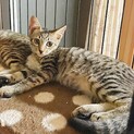 生後4ヶ月キジトラ　メス　子猫