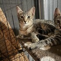 生後4ヶ月　キジトラ　オス　仔猫