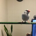 文鳥生後3ヶ月半　2羽（♂♀）