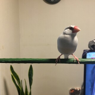 文鳥生後3ヶ月半　2羽（♂♀）