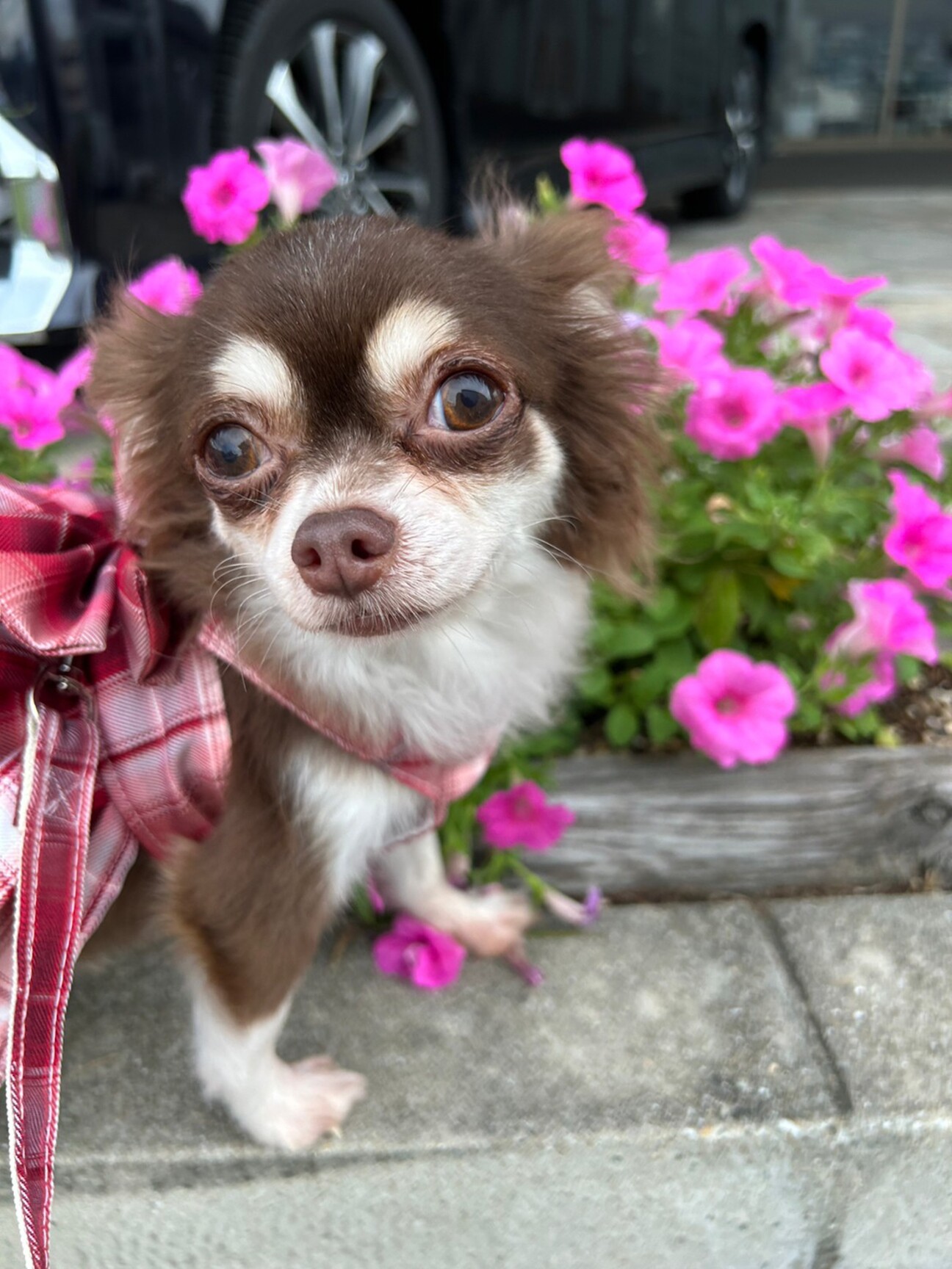 美人さん✨チワワ7歳くらい」大阪府 - 犬の里親募集(468406) 1枚目の
