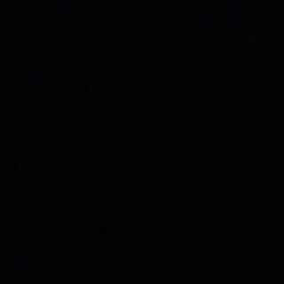 仲の良い２匹の子猫