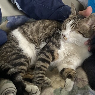 この子の家族になって下さい