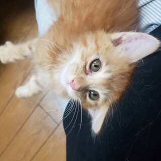 茶トラの男の子(7月10日生まれ)