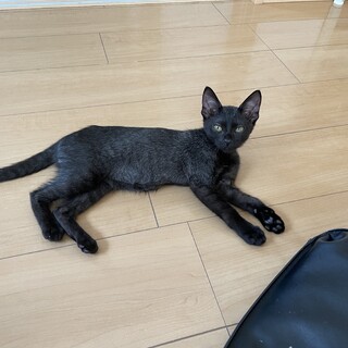 まずはご連絡下さい。迷い猫、スモーク？グレー？