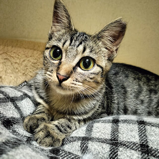 甘えんぼ炸裂★天真爛漫で美人のウルちゃん