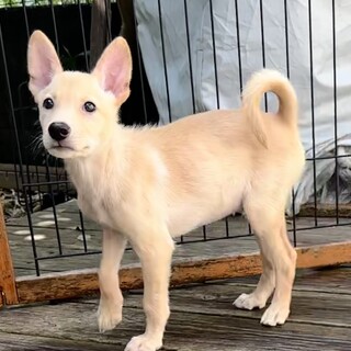 【里親様決定】タルト♂の幸せが見つかりました♡