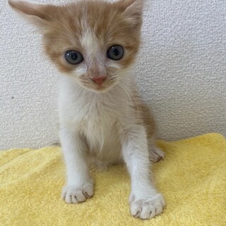 モデルのような兄妹♡さくらちゃん