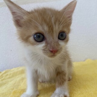 モデルのような可愛さ☆もみじ君