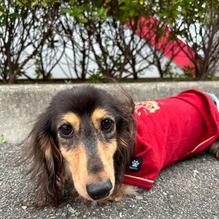 控えめな優しい女の子ダックス６歳くらい