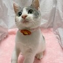 三毛猫ダイリュートキャリコー♬いろはちゃん