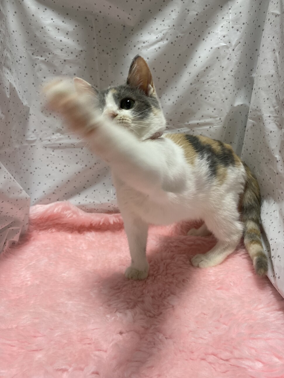 三毛猫ダイリュートキャリコー♬いろはちゃん サムネイル5