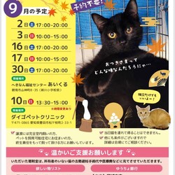 保護猫の譲渡会（ねこの歩添道さんの主催の譲渡会）
