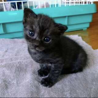 生後3週目 「ハートちゃん」