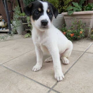 生後1ヶ月 「チップちゃん」