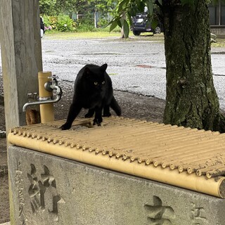 神社の黒猫さん(ฅฅ*)♡